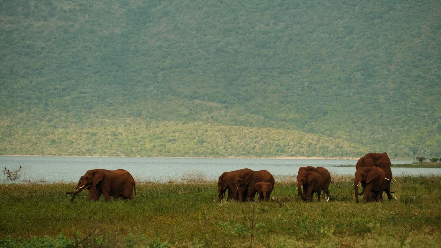 Elephants at the dam