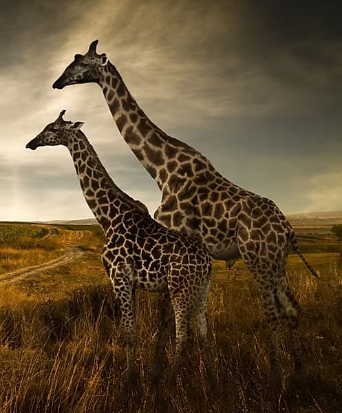 Giraffe near the dam