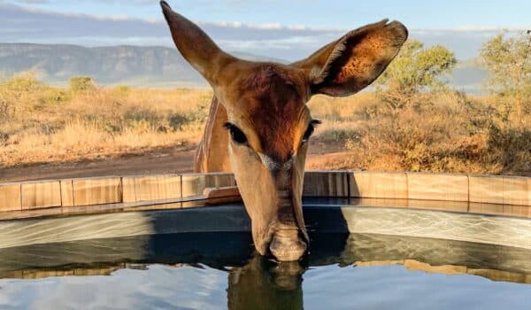 Impala drinking at the dam